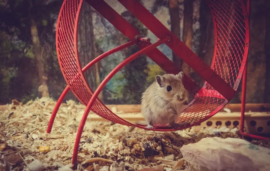 Auf ewig gefangen im Hamsterrad?