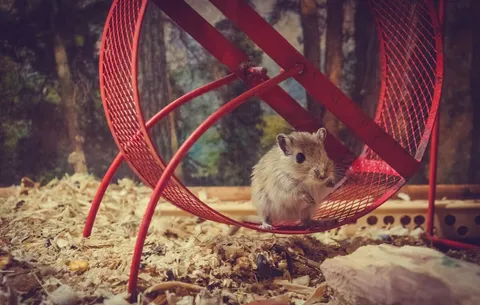 Auf ewig gefangen im Hamsterrad?