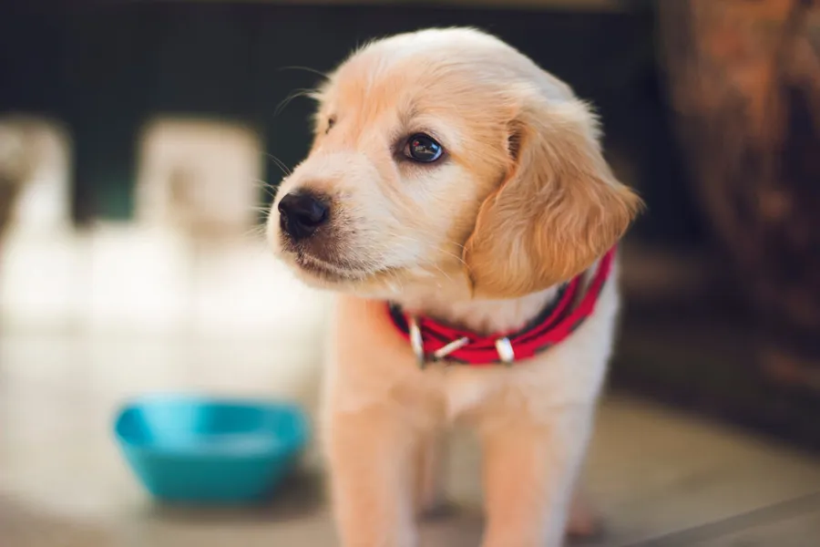 Hund liegt entspannt im Büro neben seinem Besitzer am Schreibtisch
