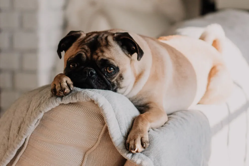 hund-energieniveau