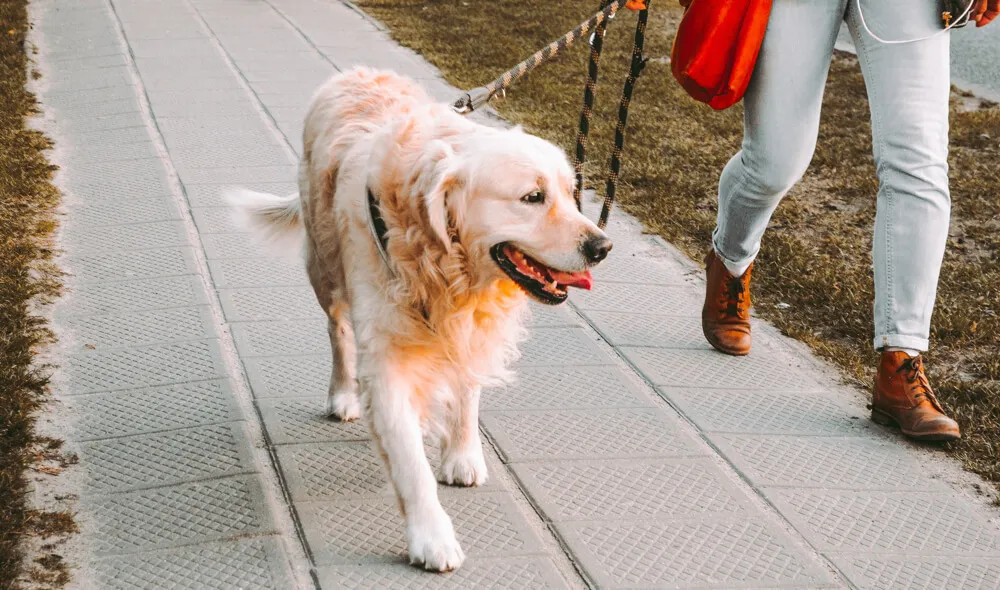 hund-spaziergang
