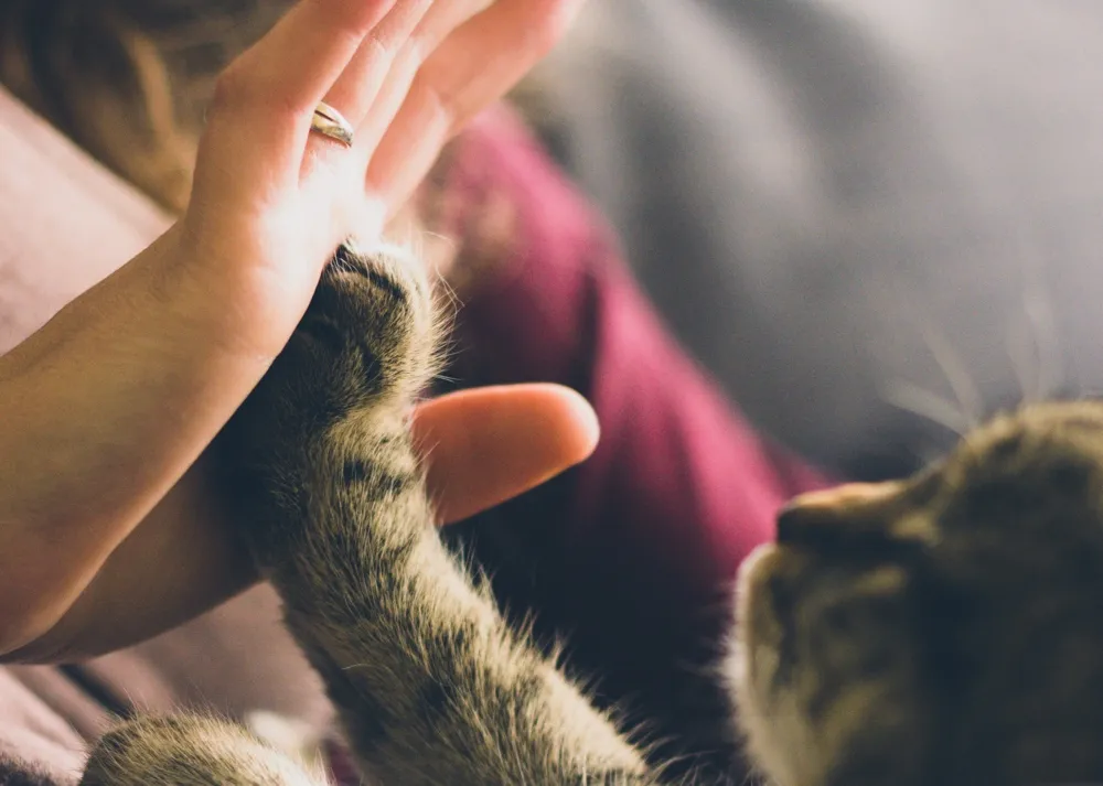 katze-besitzer