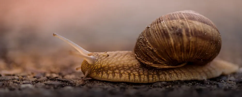 schnecke