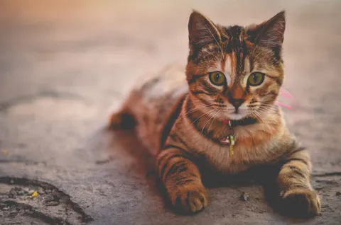 Katze und Besitzer – Stress bei Katzen erkennen und gezielt abbauen
